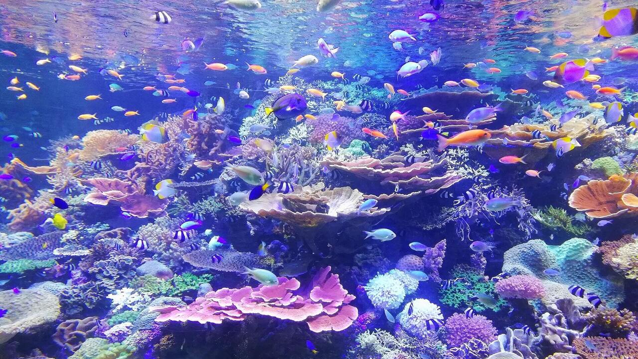 Coral in Nagoya Aquarium Japan